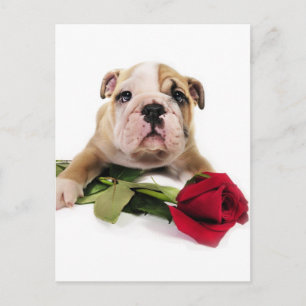 Brun och vit bulldog med röd blomma vykort