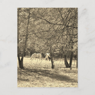 Brun och vit häst i träd. Sepia Tone Vykort
