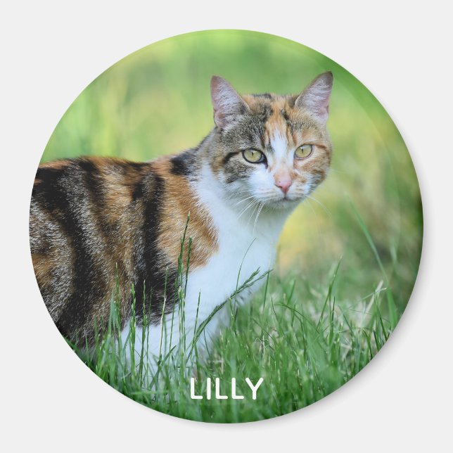 Brun och vit katt magnet (Framsidan)