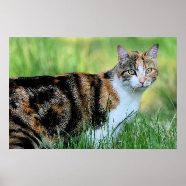 Brun och vit katt poster (Framsidan)