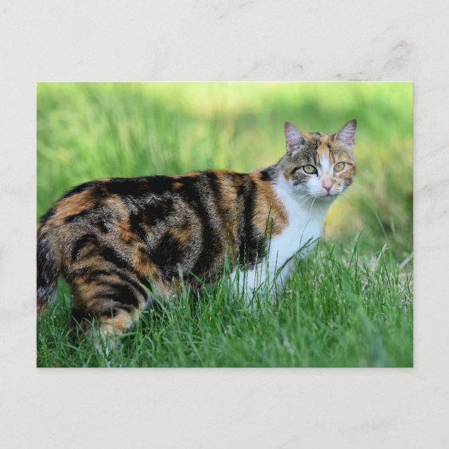 Brun och vit katt vykort (Framsida)