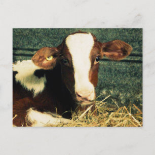 Brun och vit Mjölk Cow Vykort