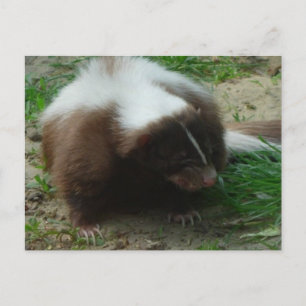 Brun- och Vita Skunk-vykort Vykort
