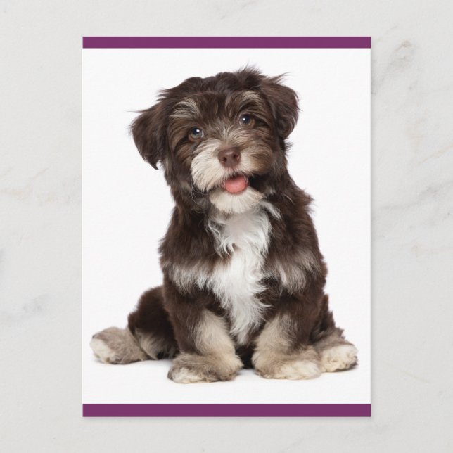 Brun- och White Havanese Puppy Hund Postcard Vykort (Framsida)