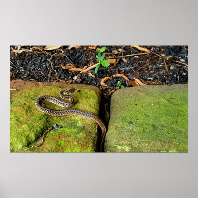 Brun orm från Texas Poster (Framsidan)