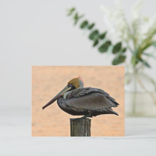 Brun pelican återställer på Piling Vykort