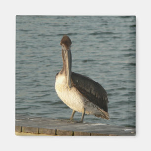 Brun pelican. magnet