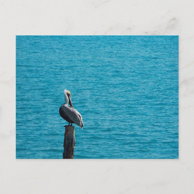 Brun pelican vykort (Framsida)