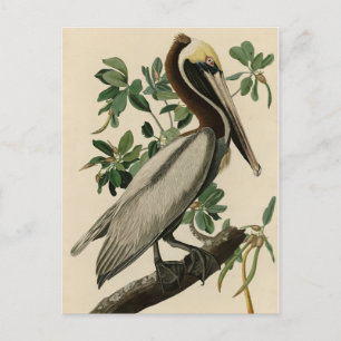 Brun pelikan från Audubons Birds of America Vykort