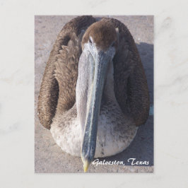 Brun pelikan Galveston Texas vykort