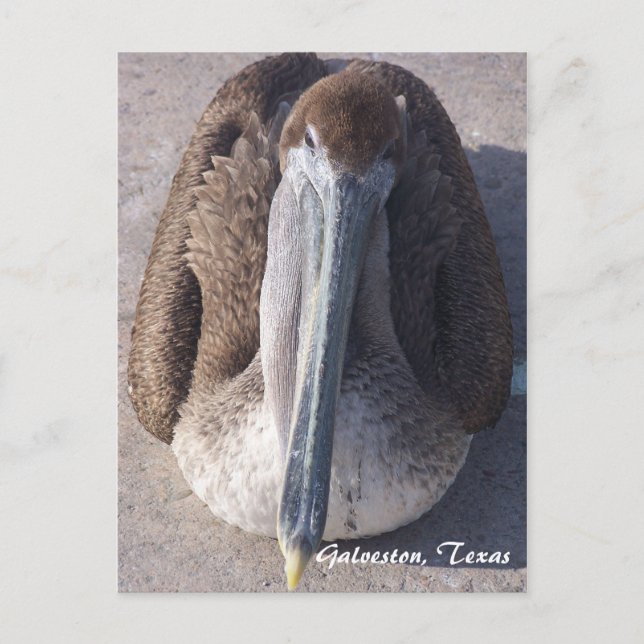 Brun pelikan Galveston Texas vykort (Framsida)