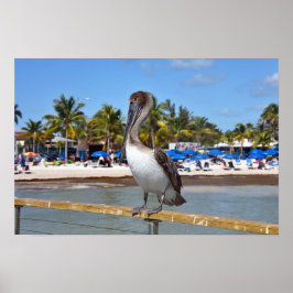 Brun pelikan, Higgs Beach, Key West, Florida Poster