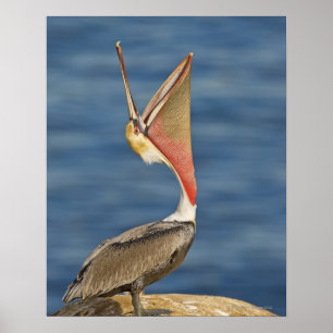 Brun pelikan med den öppna munnen poster