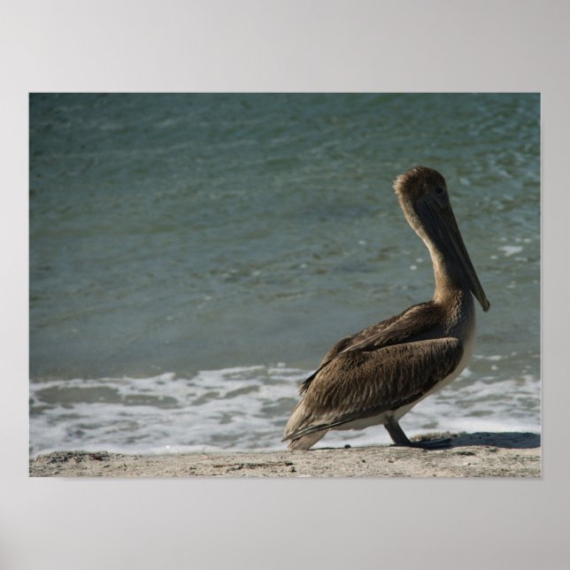 Brun pelikan på strandfotografi poster (Framsidan)