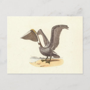 Brun pelikan (Pelecanus occidentalis) NY Fågel Vykort