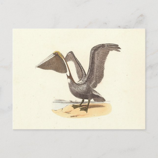 Brun pelikan (Pelecanus occidentalis) NY Fågel Vykort (Framsida)