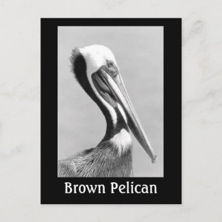Brun pelikan vykort