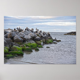 "Brun pelikans vid Pelican Point, Dauphin Point Poster