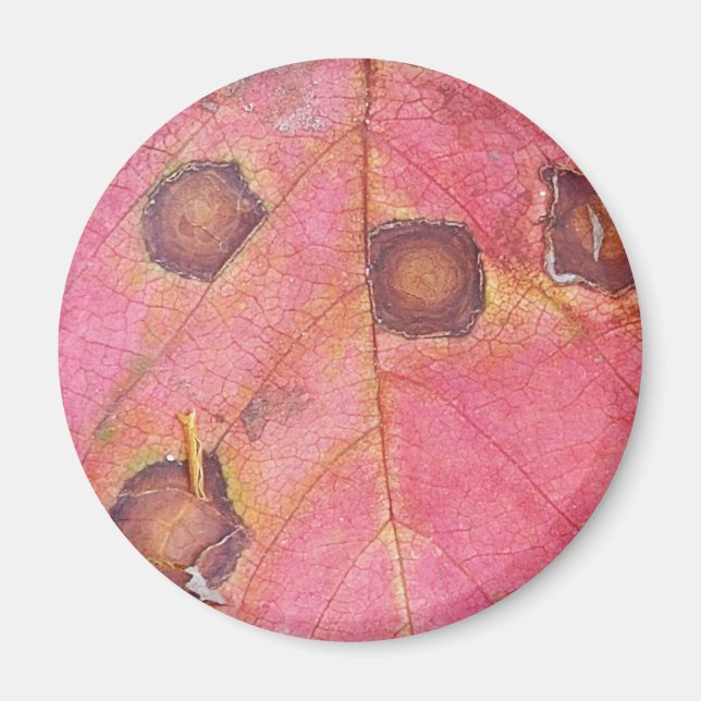 Brun prickad rödblomma Löv Magnet (Framsidan)