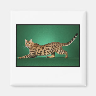 Brun prickig Bengal magnet