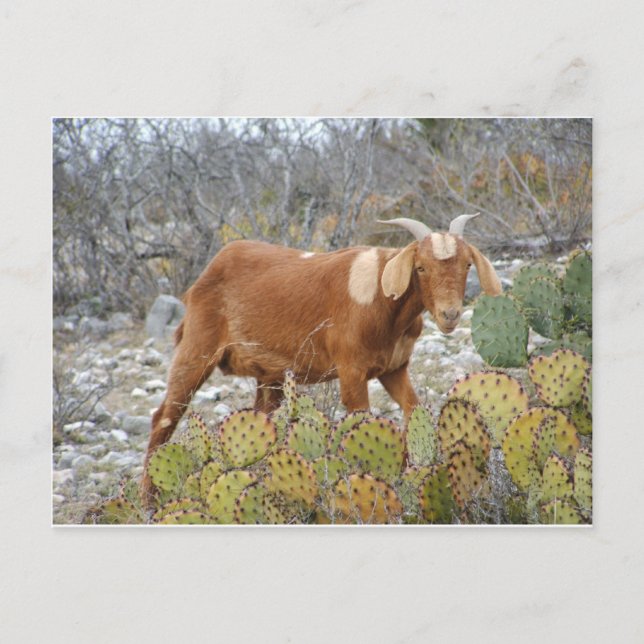 Brun prickig get vykort (Framsida)