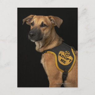 Brun rädding hund med att ta mig väst vykort