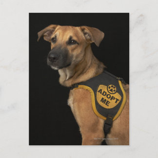 Brun rädding hund med att ta mig väst vykort