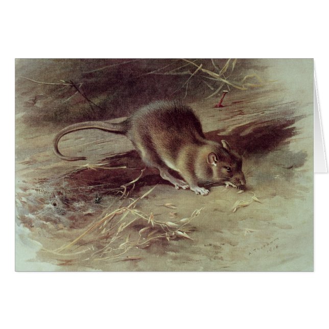 Brun råtta 1918 hälsningskort (Framsidan Horizontal)