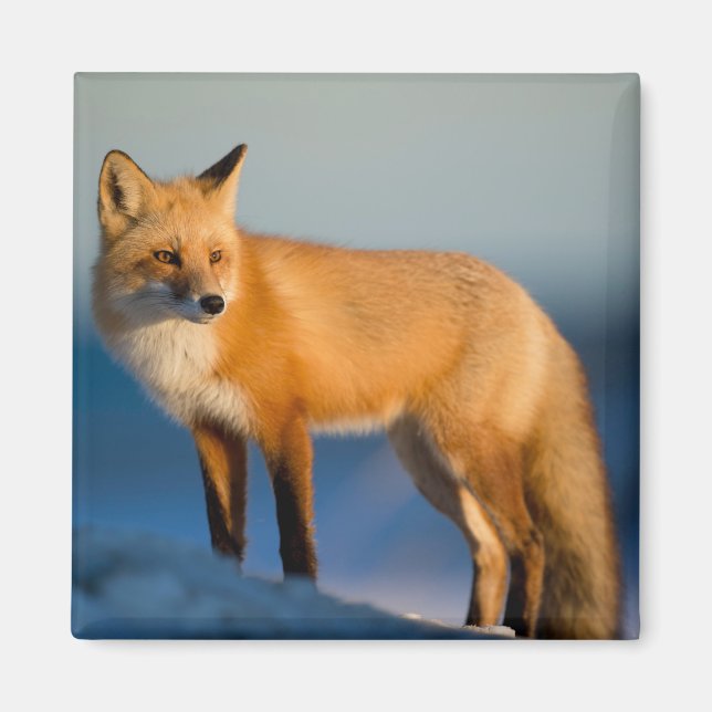 Brun Räv Magnet (Framsidan)