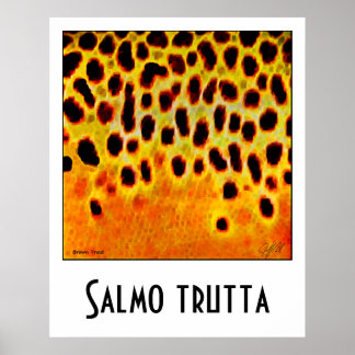 Brun regnbåge Poster