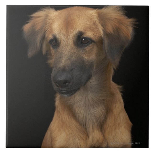 Brun resucehund med den svart näsan på svart kakelplatta (Framsidan)
