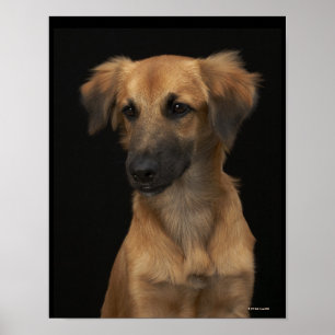 Brun resucehund med den svart näsan på svart poster