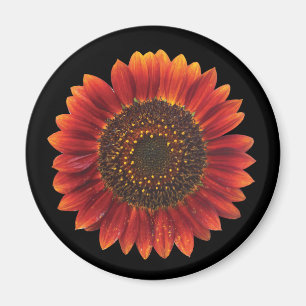 Brun solros magnet