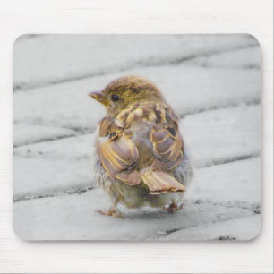 Brun Sparrow Musmatta