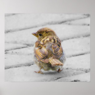 Brun Sparrow Poster