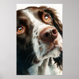 Brun springer spaniel  poster