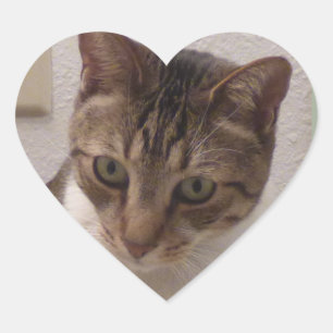 Brun tabby Heart Stickers Hjärtformat Klistermärke