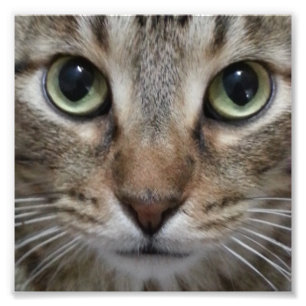 Brun tabby katt fototryck