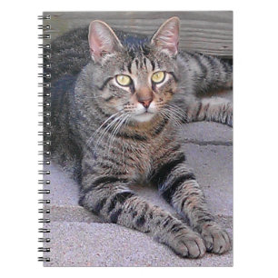 Brun Tabby Katt Utomhus Anteckningsbok