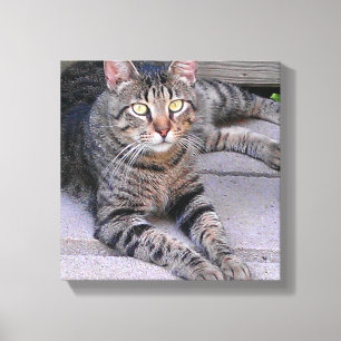 Brun tabby katt utomhus canvastryck
