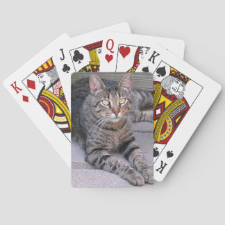 Brun Tabby katt utomhus Casinokort