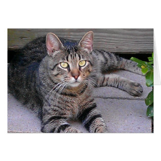 Brun Tabby katt utomhus Hälsningskort