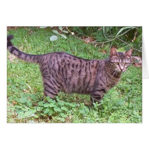 Brun Tabby katt utomhus Hälsningskort
