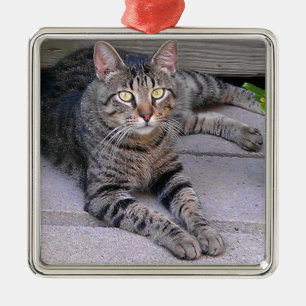Brun tabby katt utomhus julgransprydnad metall