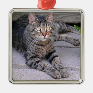 Brun tabby katt utomhus julgransprydnad metall