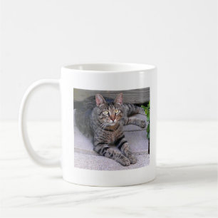 Brun tabby katt utomhus kaffemugg