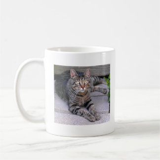Brun tabby katt utomhus kaffemugg
