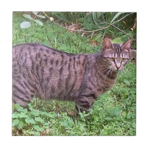 Brun tabby katt utomhus kakelplatta