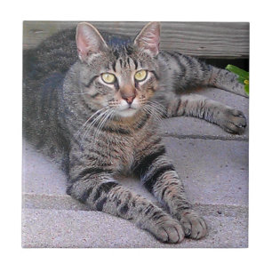 Brun tabby katt utomhus kakelplatta