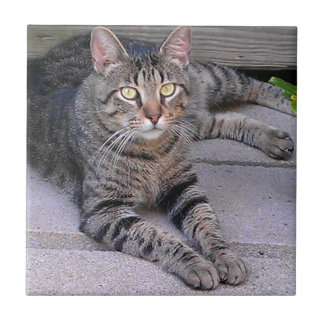 Brun tabby katt utomhus kakelplatta